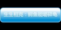 生生相克：鱷魚能嚼碎龜殼，蟒蛇能生吞鱷魚，烏龜也能制服蟒蛇！