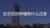 生石花的種植有什么注意的呢 生石花有毒嗎