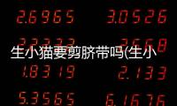 生小貓要剪臍帶嗎(生小貓剪臍帶出血)