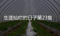 生逢?duì)N爛的日子第23集劇情詳細(xì)介紹