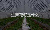生葵花籽是什么