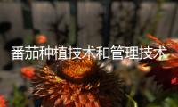 番茄種植技術和管理技術（番茄種植技術）