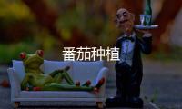 番茄種植