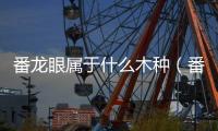 番龍眼屬于什么木種（番龍眼是什么木）