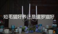 短毛貓好養還是暹羅貓好養呢？美國短毛貓和暹羅貓