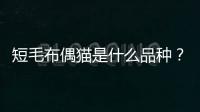短毛布偶貓是什么品種？ 異國短毛貓有哪些品種