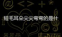 短毛耳朵尖尖彎彎的是什么狗品種？短毛耳朵豎起來的叫什么狗