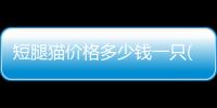 短腿貓價格多少錢一只(短腿貓好養嗎)