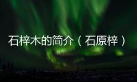 石梓木的簡介（石原梓）