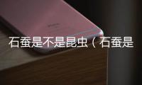石蠶是不是昆蟲（石蠶是動物嗎）