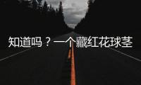 知道嗎？一個藏紅花球莖每年只產18根花絲