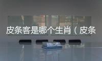 皮條客是哪個生肖（皮條客是指什么生肖）