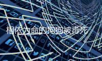 相依為命的狗狗被毒死 對大伯打擊沉重