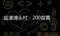 鹽津灘頭村：200畝黃桃迎來采摘季