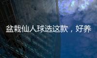 盆栽仙人球選這款，好養(yǎng)易活，一年多次開(kāi)花，花大色艷，香氣四溢