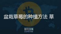 盆栽草莓的種植方法 草莓盆栽怎么養