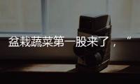 盆栽蔬菜第一股來了，“陽臺種菜”治好了當代人的精神內耗？