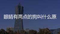 眼睛有兩點的狗叫什么原因呢？眼睛有兩個點的狗