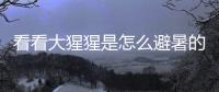 看看大猩猩是怎么避暑的