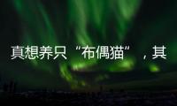 真想養(yǎng)只“布偶貓”，其它貓咪跟它比不得，因?yàn)樗羞@些性格優(yōu)點(diǎn)
