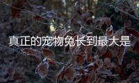 真正的寵物兔長到最大是多少大？ 成年貓貓兔