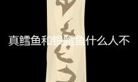 真鱈魚和銀鱈魚什么人不能吃