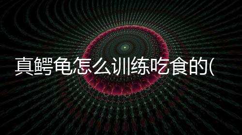 真鱷龜怎么訓練吃食的(真鱷龜開食技巧)