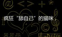 瘋狂“舔自己”的貓咪，可不是在愛干凈，其實受到這幾個原因影響