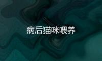 病后貓咪喂養(yǎng)