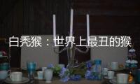 白禿猴：世界上最丑的猴子（禿頭紅臉丑的驚人）