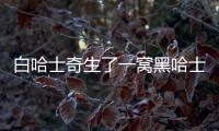 白哈士奇生了一窩黑哈士奇的小狗，哈士奇生的寶寶是黑色嗎?