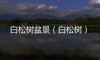 白松樹盆景（白松樹）