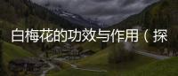 白梅花的功效與作用（探究白梅花對人體健康的積極影響）