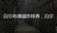 白爾布偶貓咋樣養(yǎng)，白爾布偶貓咋樣分辨公母