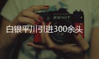 白銀平川引進(jìn)300余頭荷斯坦奶牛走出特色“牛”路子