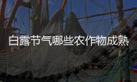 白露節氣哪些農作物成熟 白露節氣收獲哪些農作物