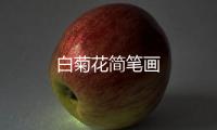 白菊花簡筆畫