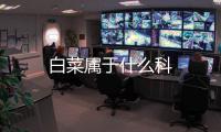 白菜屬于什么科