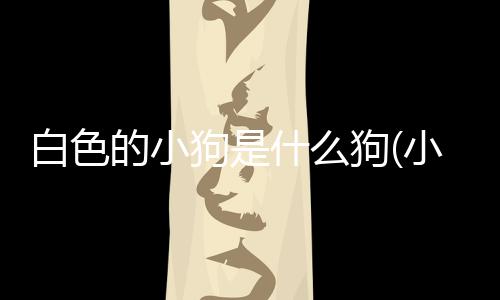 白色的小狗是什么狗(小狗鼻子是白色的是什么狗)