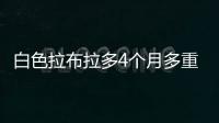 白色拉布拉多4個月多重正常，拉布拉多純白