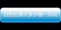白色松獅犬多少錢一只幼犬(白色松獅犬多少錢一只啊)