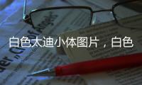 白色太迪小體圖片，白色純種泰迪多少錢一只