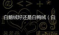 白鵝絨好還是白鴨絨（白鵝絨和白鴨絨哪個好）