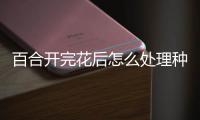 百合開完花后怎么處理種球，百合開完花后怎么處理
