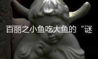 百麗之小魚吃大魚的“謎局”