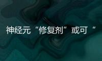 神經元“修復劑”或可“兼職”治療不孕癥