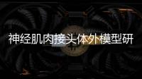 神經肌肉接頭體外模型研究進展
