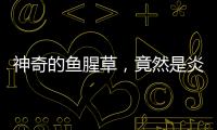 神奇的魚腥草，竟然是炎癥的無敵克星