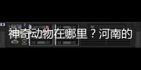 神奇動物在哪里？河南的博物館里尋蹤跡