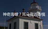 神奇海螺？耳朵靠近香檳聽到的氣泡聲，是從哪裡來的？
